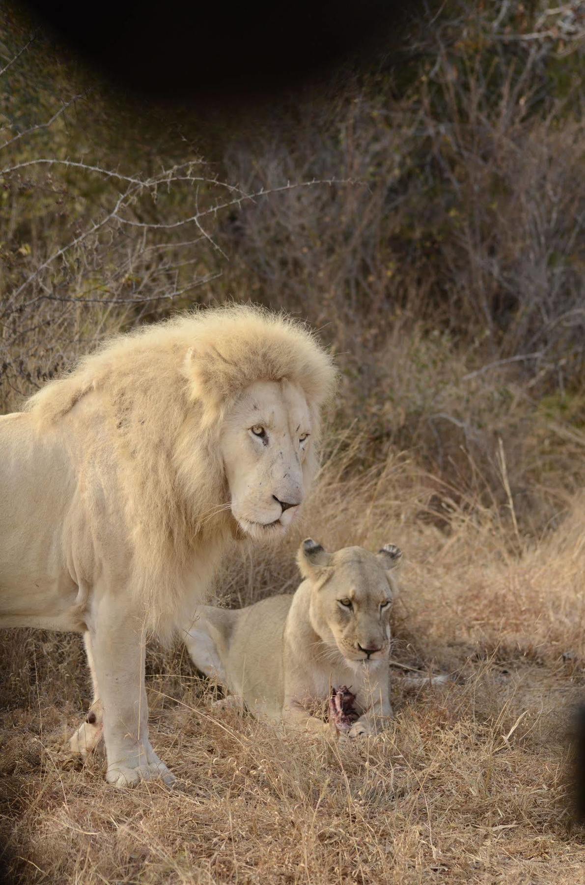Bona Bona Game Lodge Wolmaranstad Zewnętrze zdjęcie