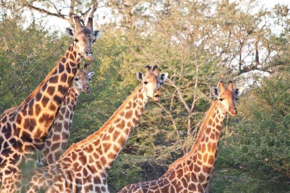 Bona Bona Game Lodge Wolmaranstad Zewnętrze zdjęcie